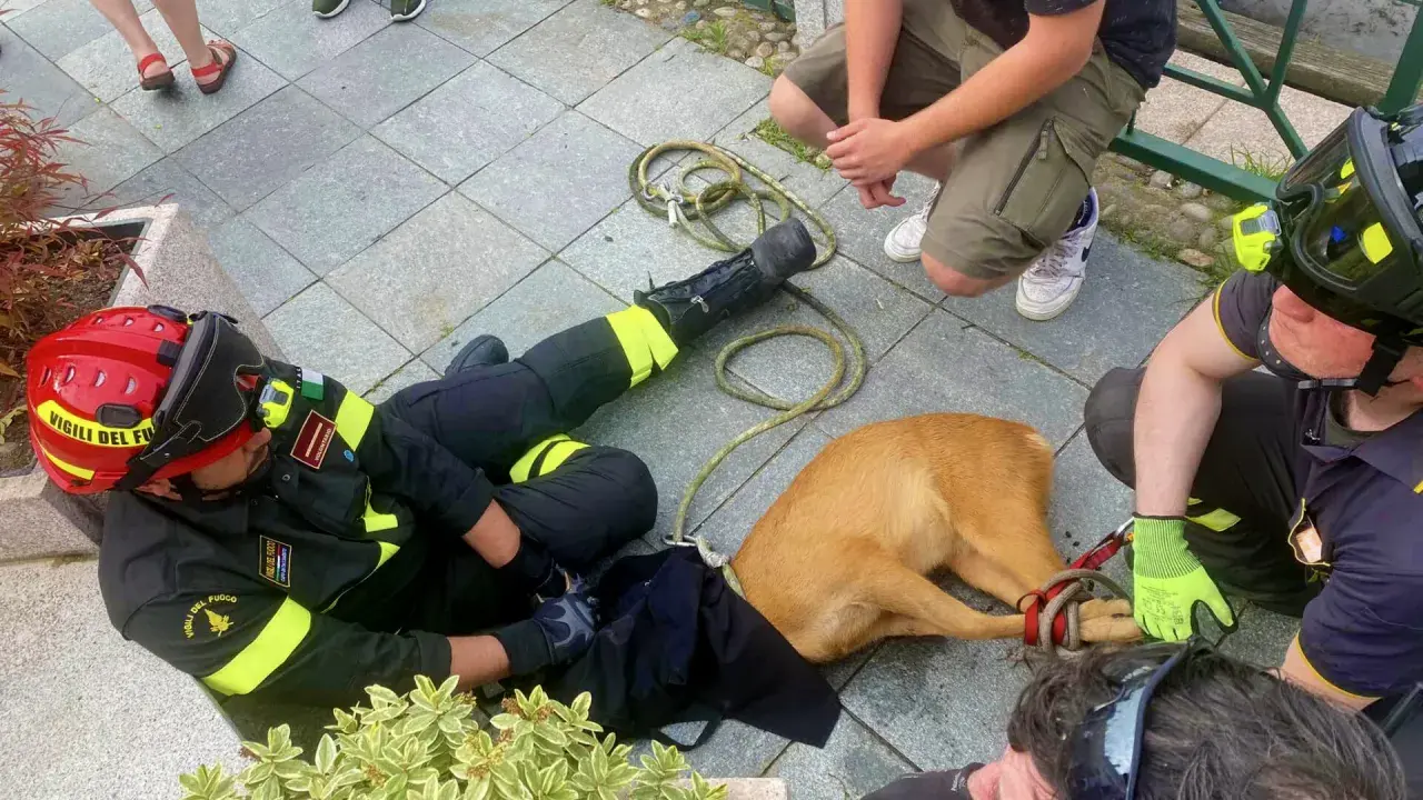 Vigili del Fuoco soccorrono un cane spaventato, forse un cardellino pullo, legato con una corda.