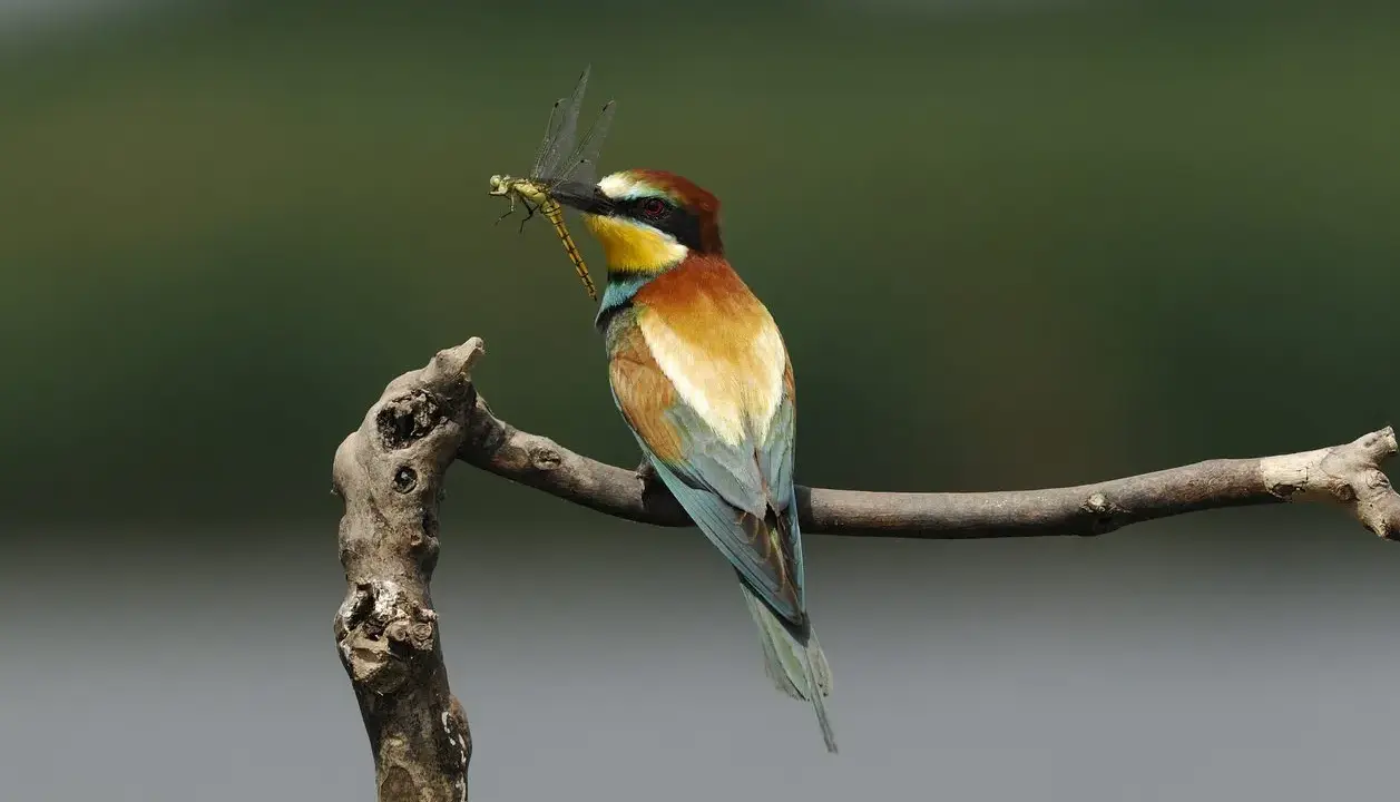 Un colorato uccello insettivoro, un gruccione, tiene una libellula nel becco mentre è appollaiato su un ramo.