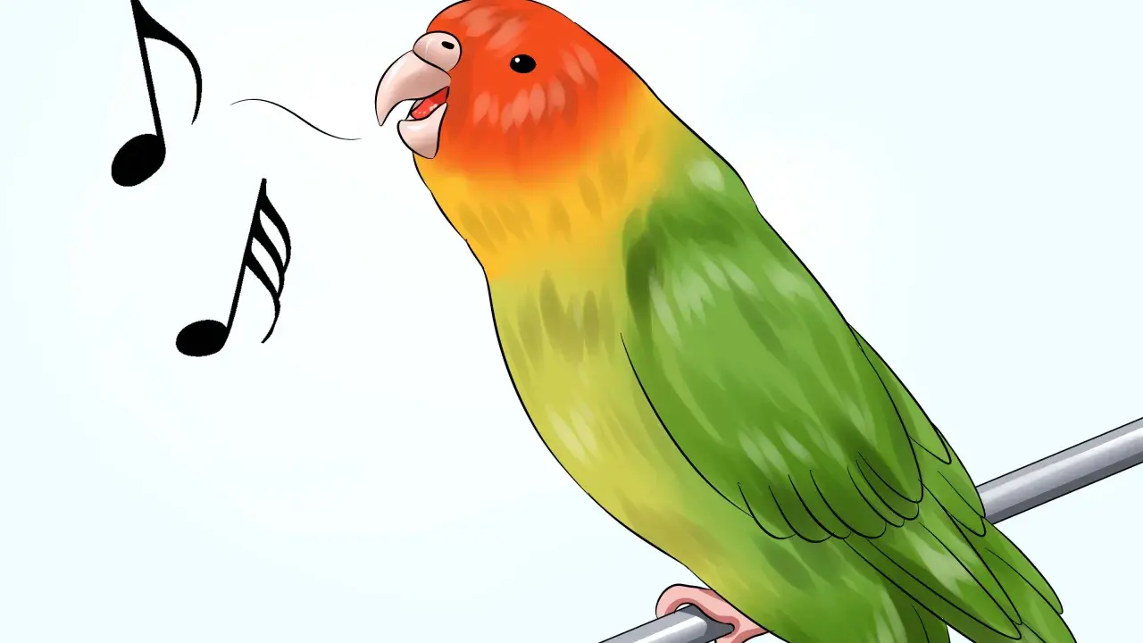 Cocorita colorata canta felice, con note musicali che escono dal suo becco. Impara come addestrare una cocorita con pazienza e amore.