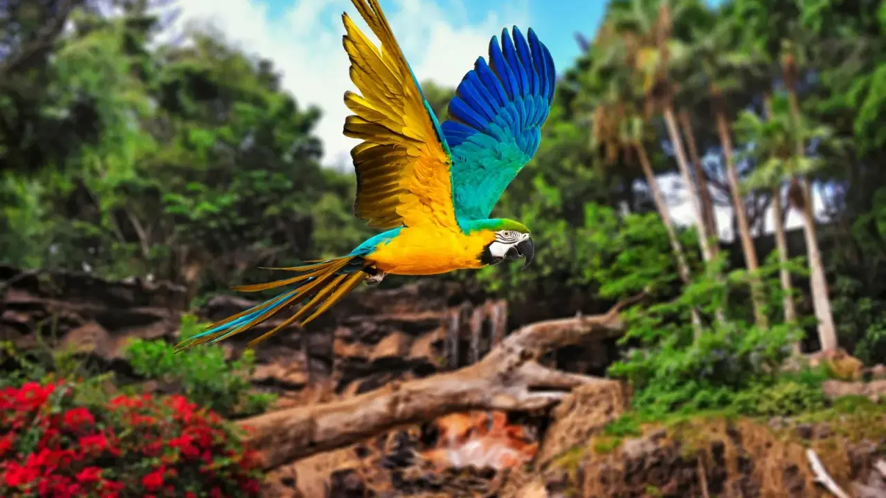 Un pappagallo vola libero nel loro parque Tenerife, con le sue ali gialle e blu che spiccano tra la vegetazione lussureggiante.
