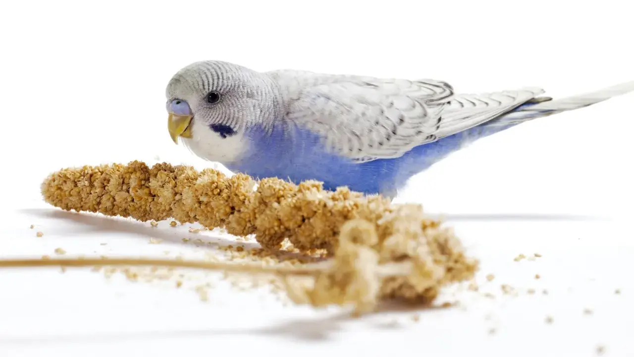 Un pappagallino azzurro e bianco, con un'espressione di panico semi, si avvicina a un grappolo di panico.