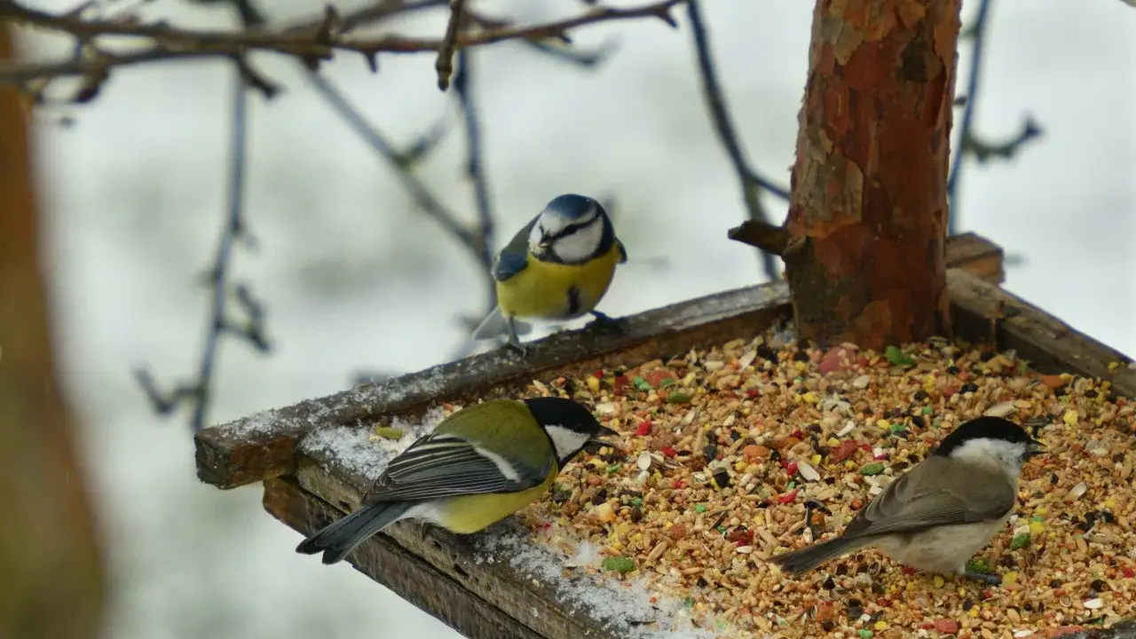 Tre cinciallegre e un codirosso si nutrono su una mangiatoia con semi misti, tra cui miglio rosso, in una giornata invernale.