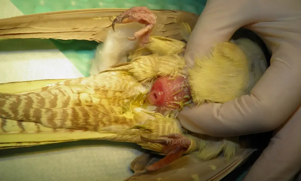 Esame di un uccello con uova non fecondate visibili.