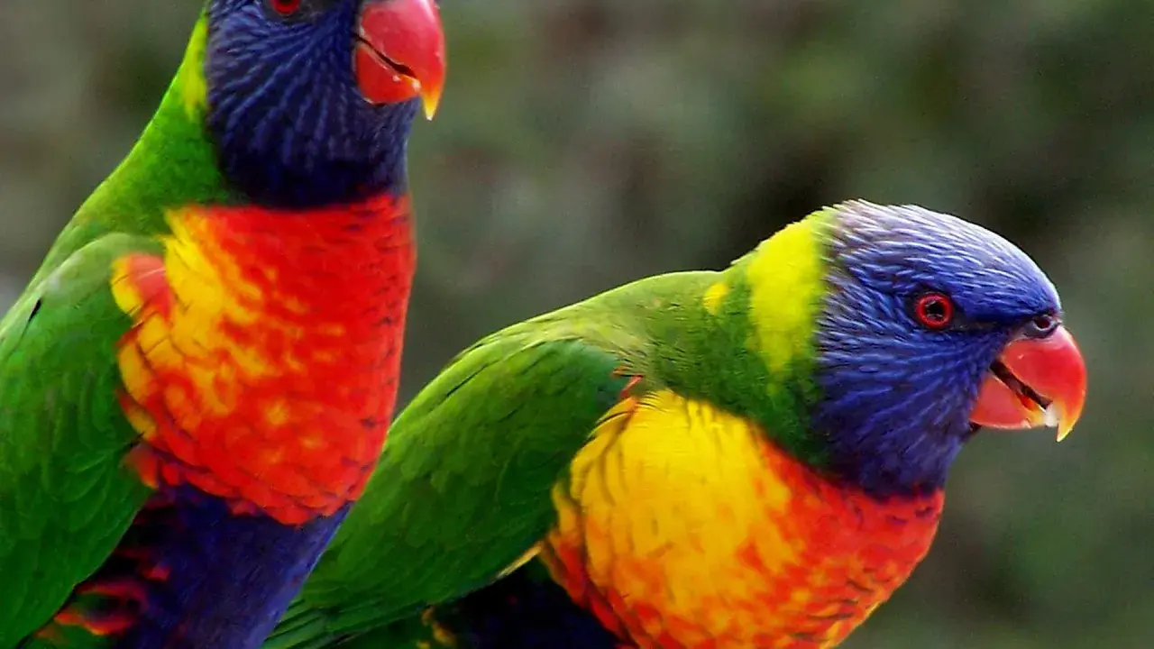 Due lorichetto arcobaleno, con piumaggio vibrante, si stagliano su uno sfondo verde sfocato.