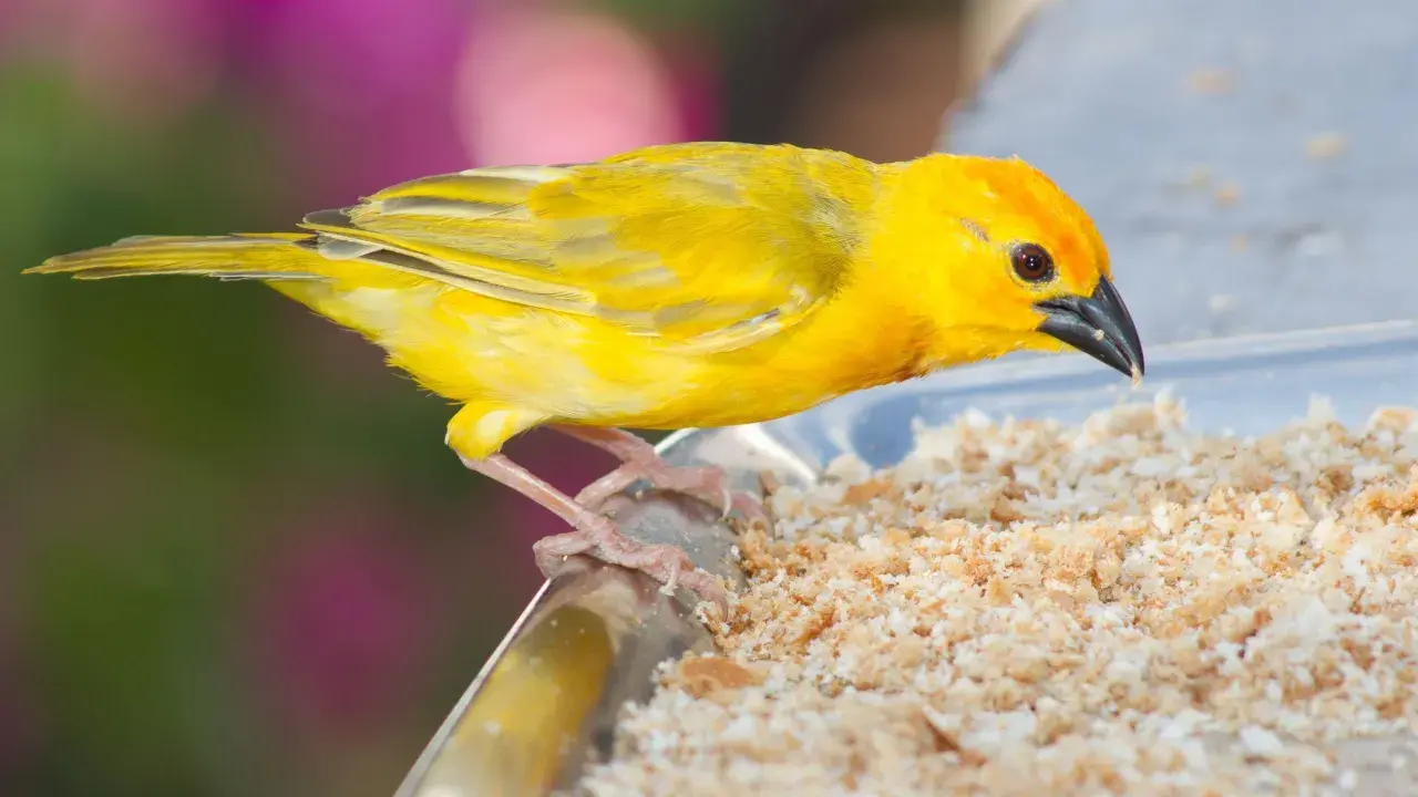 Un canarino giallo brillante mangia briciole su un piatto. Ecco cosa mangiano i canarini: semi e granaglie.
