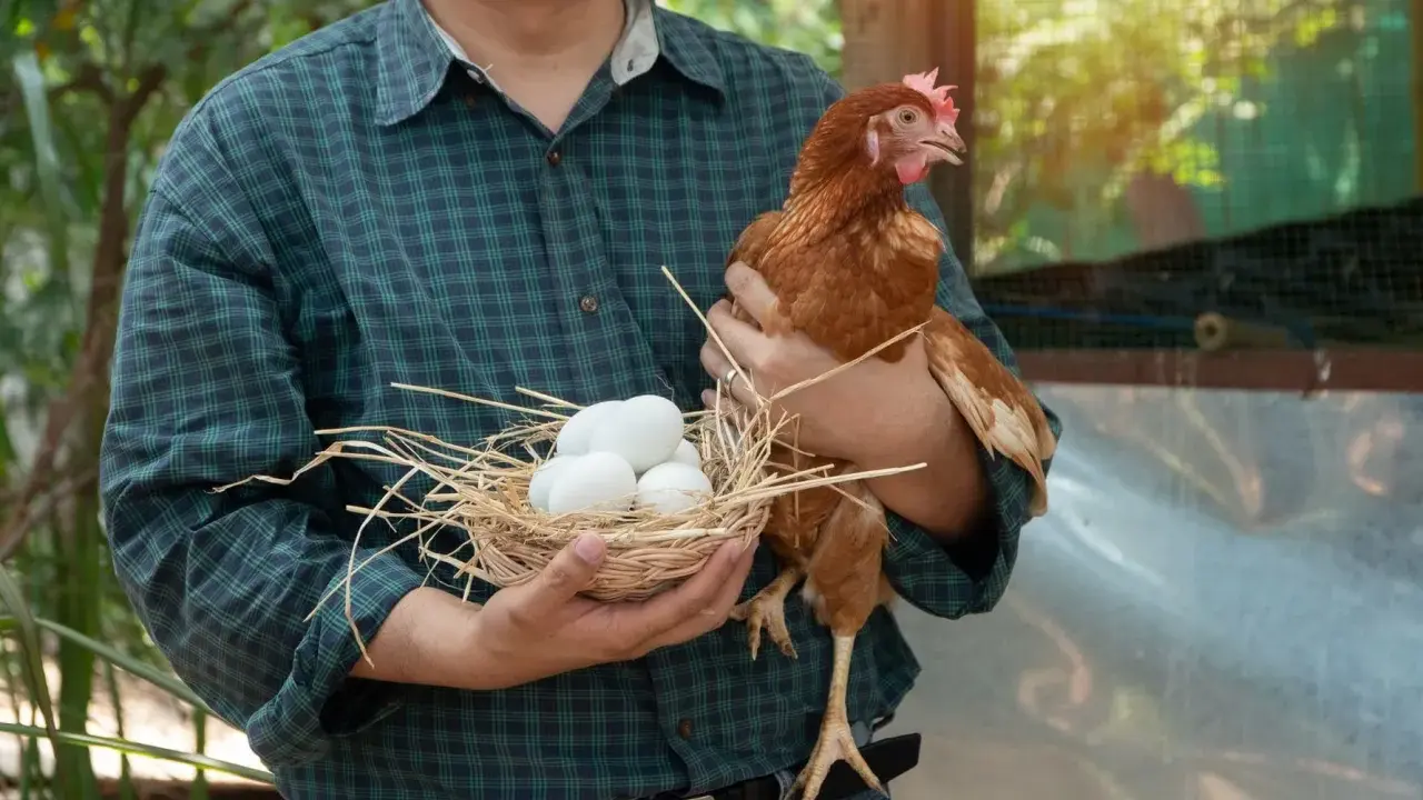 Un contadino tiene un cesto con uova di uccelli piccoli e una gallina.