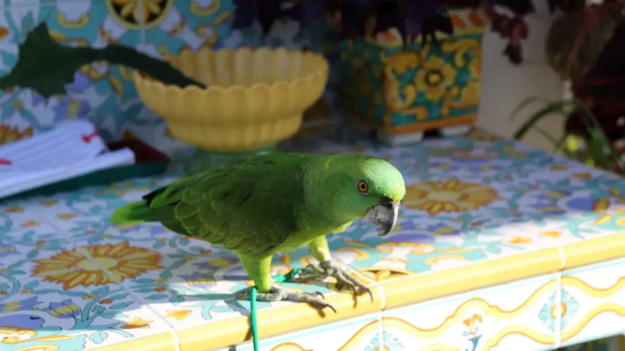 Un pappagallo verde, uno dei tanti pappagalli piccoli, si posa su un tavolo piastrellato con motivi floreali.