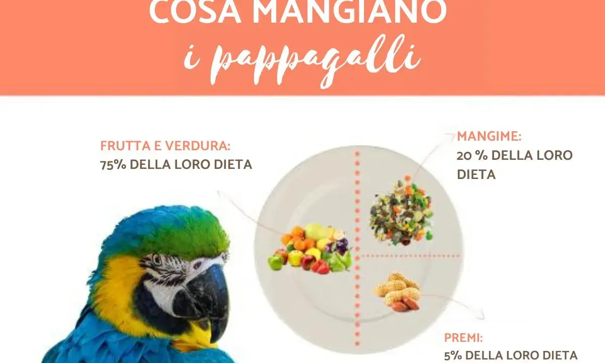 Ecco cosa mangiano gli inseparabili: 75% frutta e verdura, 20% mangime e 5% premi.