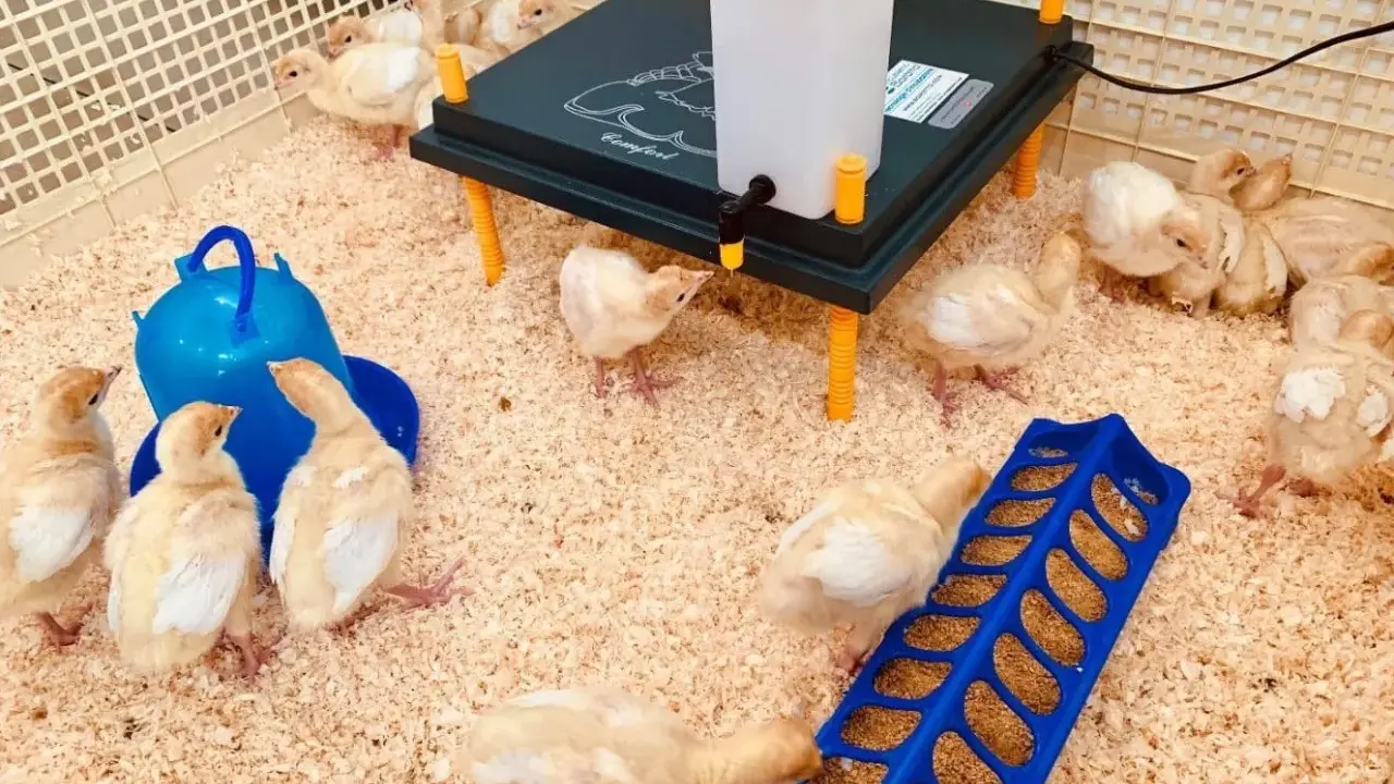 Pulcini in un recinto con mangiatoia blu e una lampada riscaldante. Sono pronti per la loro prima da pappetta.