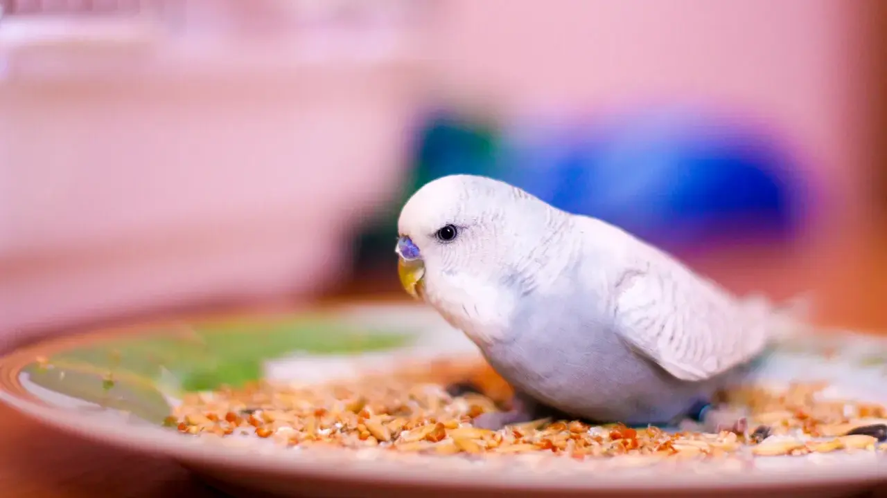 Un parrocchetto bianco e azzurro mangia semi misti da un piatto. Ecco cosa mangiano i parrocchetti per una dieta equilibrata.
