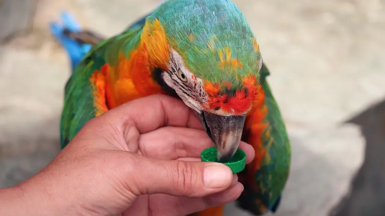 Un colorato pappagallo, con piume verdi, arancioni e blu, becca da un tappo verde tenuto da una mano. Sembra un cucciolo di pappagallo, curioso e affamato.