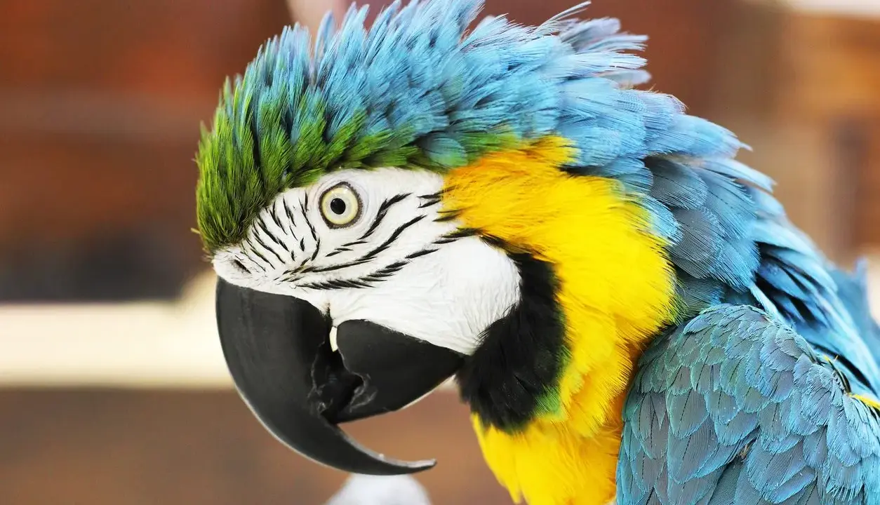 Un pappagallo ara blu e giallo, con le piume arruffate, sembra pensieroso. Cosa vuol dire quando il pappagallo si gonfia? Potrebbe essere un segno di benessere o di freddo.