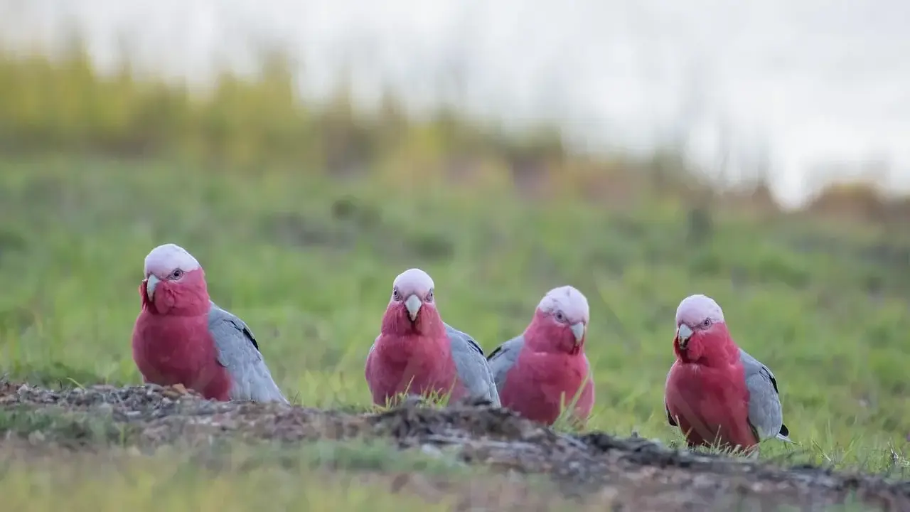 Quattro pappagalli rosa e grigi, come un pappagallo silenzioso, osservano curiosi dal prato.