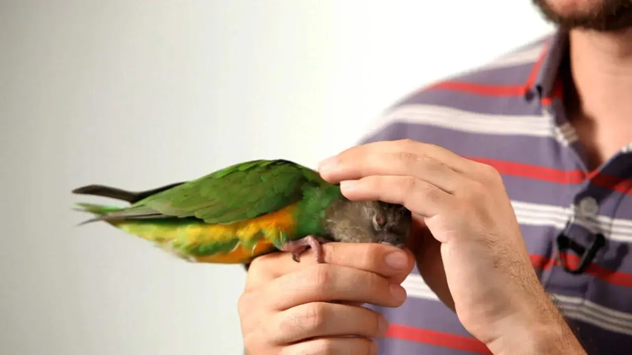 Un uomo accarezza un pappagallo verde e giallo, mostrando un metodo per come addestrare un pappagallo con pazienza e affetto.