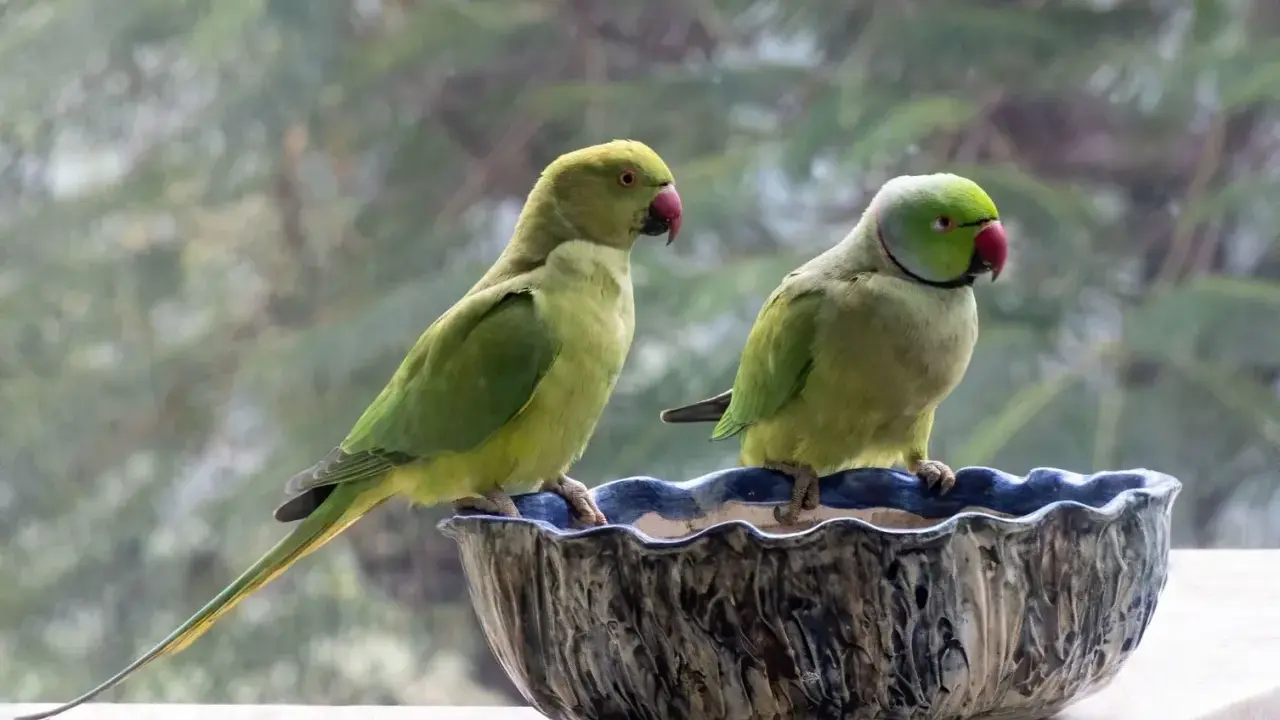 Due pappagalli verdi, uno con la coda lunga, siedono in una ciotola decorata. Sembrano un pappagallo senza piume per la loro pelle liscia.