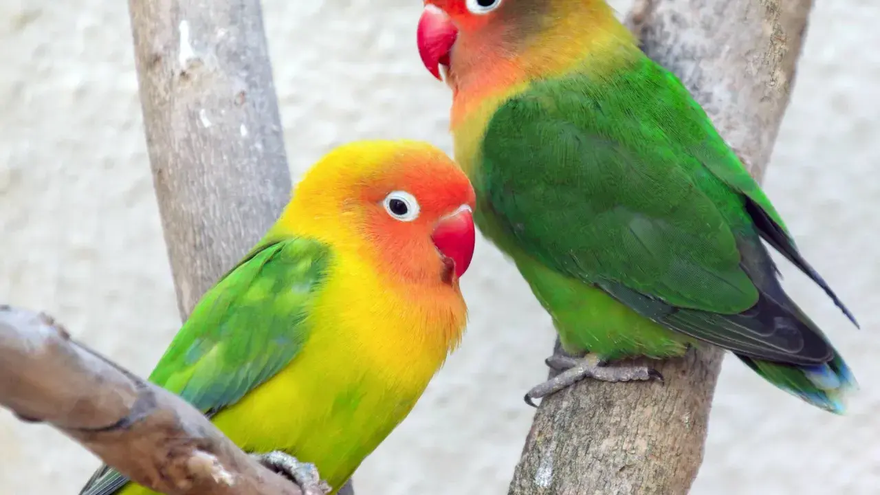 Due agapornis fischeri colorati, uno giallo e arancio, l'altro con testa marrone, verdi e blu, appollaiati su rami.
