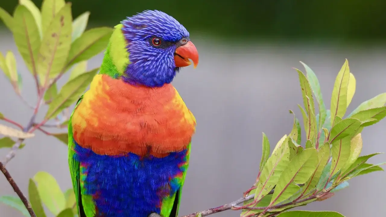 Pappagallo arcobaleno su ramo, nel suo habitat naturale. I colori vivaci del piumaggio si fondono con il verde delle foglie.
