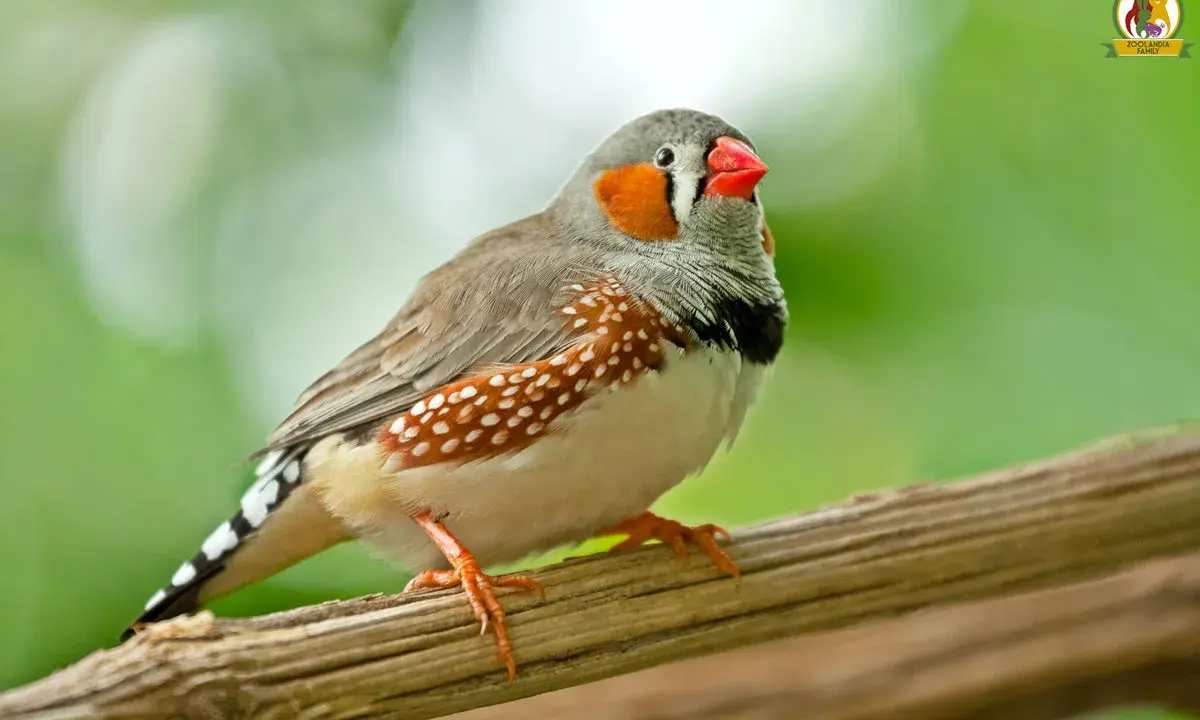 Un bengalini con becco rosso e guance arancioni, posato su un ramo. Questi uccelli amano semi e piccoli insetti, scopri cosa mangiano i bengalini!