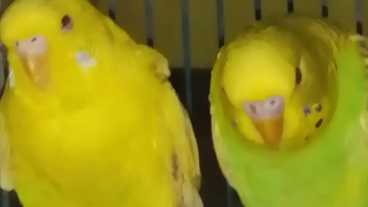 Due cocorite, una gialla e una verde, in attesa di un nuovo arrivo. La cocorita incinta sembra un po' più paffuta.