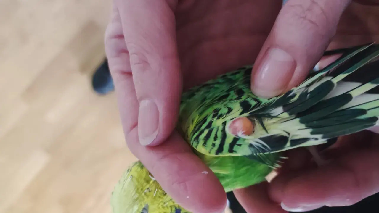 Mano che tiene un parrocchetto verde e giallo, con una piccola pallina di grasso visibile vicino all'ala.