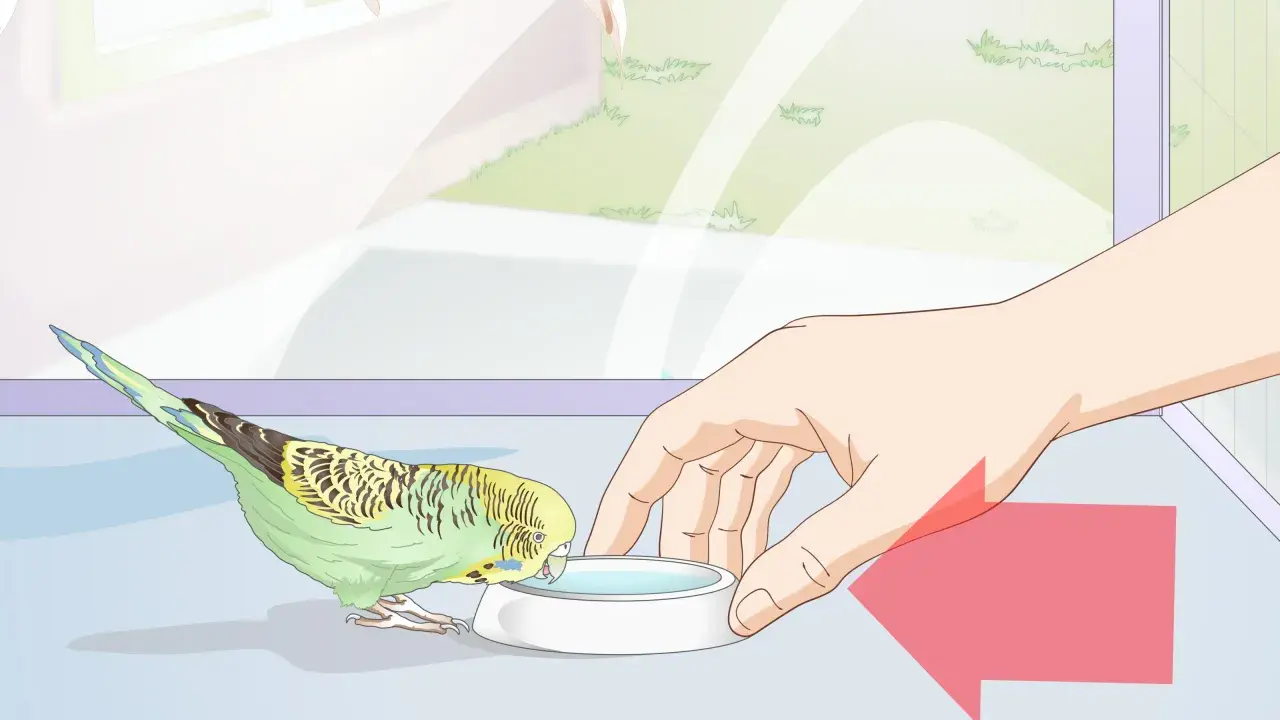 Un pappagallino verde e giallo beve da una ciotola d'acqua. La mano di una persona offre la ciotola, mostrando cosa mangiano i pappagallini.