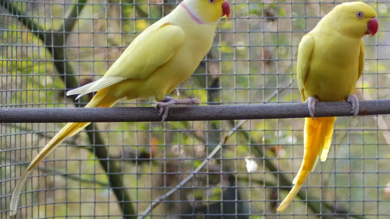 Due parrocchetti dal collare gialli, uno a sinistra con collare rosa, sono in un recinto. Il loro allevamento è un successo.