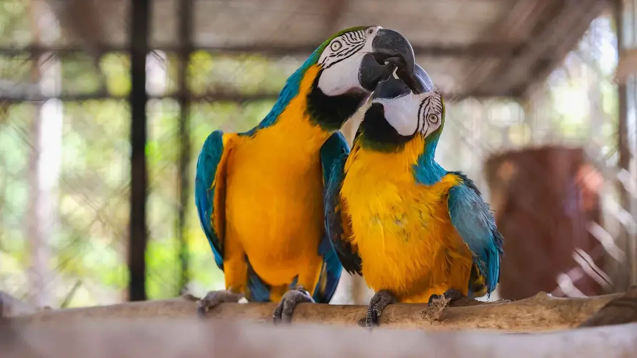 Due pappagalli ara blu e gialli si baciano, mostrando quanto sia affettuoso questo pappagallo.