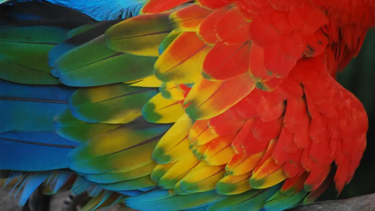 Dettaglio di una muta di uccelli, con piume rosse, gialle, verdi e blu che creano un mosaico vibrante.