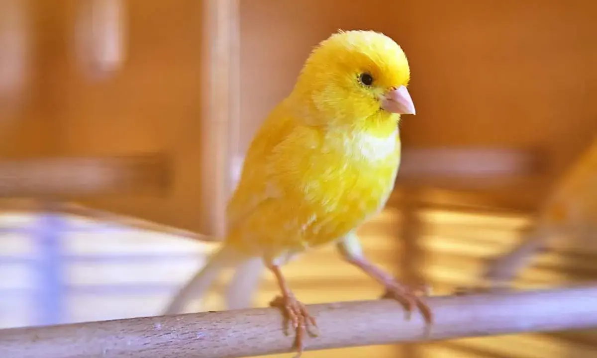 Un canarino giallo brillante su un posatoio, pronto a cantare. Scopri come stimolare il canarino a cantare con consigli utili.