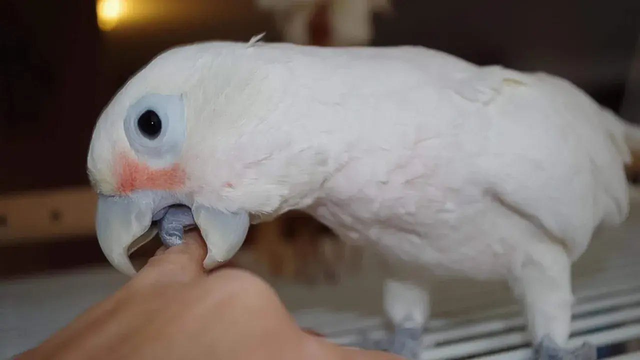 Un pappagallo bianco con occhi aperti e un tocco di rosso sulle guance, interagisce con un dito.