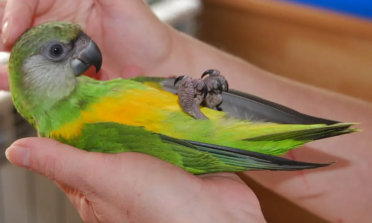 Un pappagallo verde e giallo, tenuto tra le mani, mostra il suo addomesticare significato attraverso la fiducia.