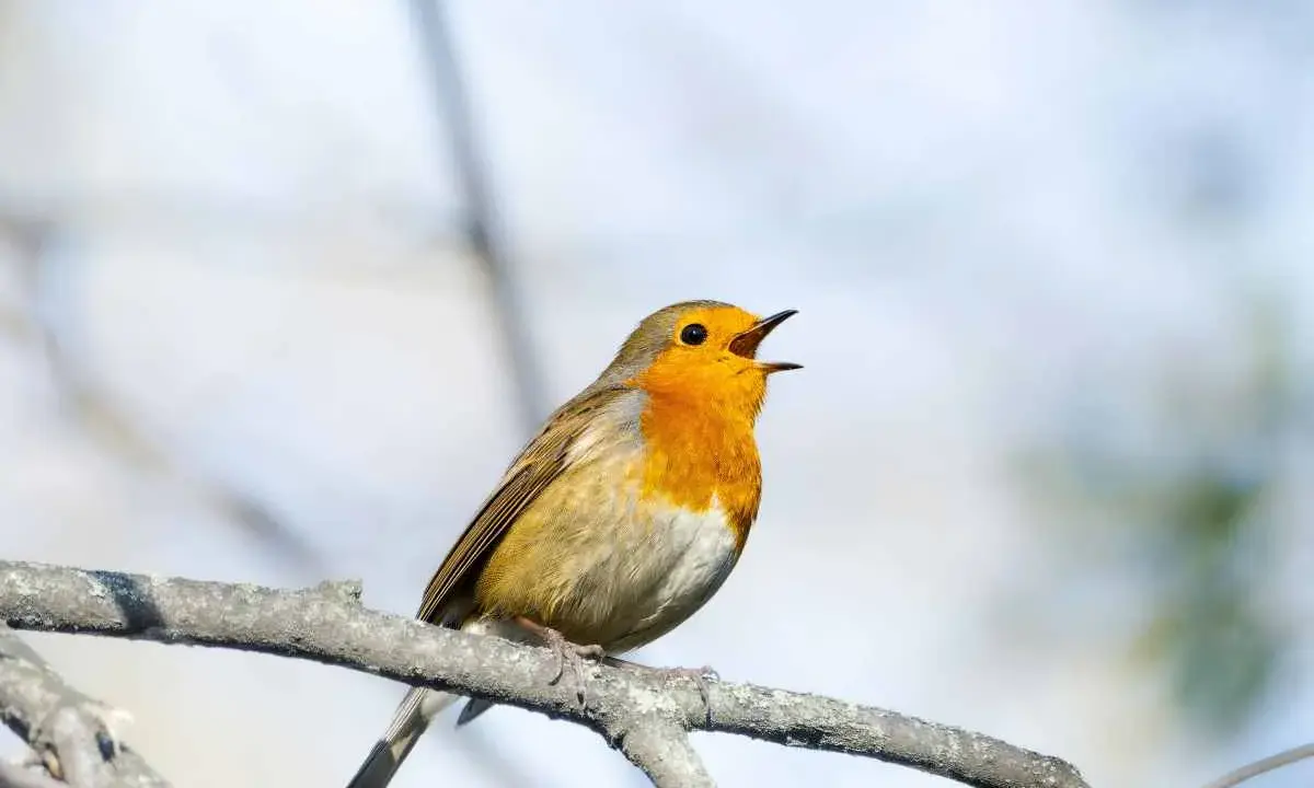 Pettirosso con petto arancione acceso, canta con la bocca aperta su un ramo. Il suo canto è un richiamo d'amore, un canto canarino femmina in calore.