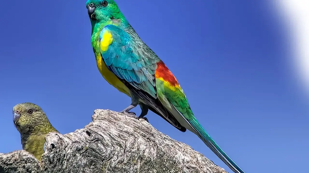 Un magnifico parrocchetto dal groppone rosso, con piumaggio verde smeraldo e giallo, si posa su un ramo.
