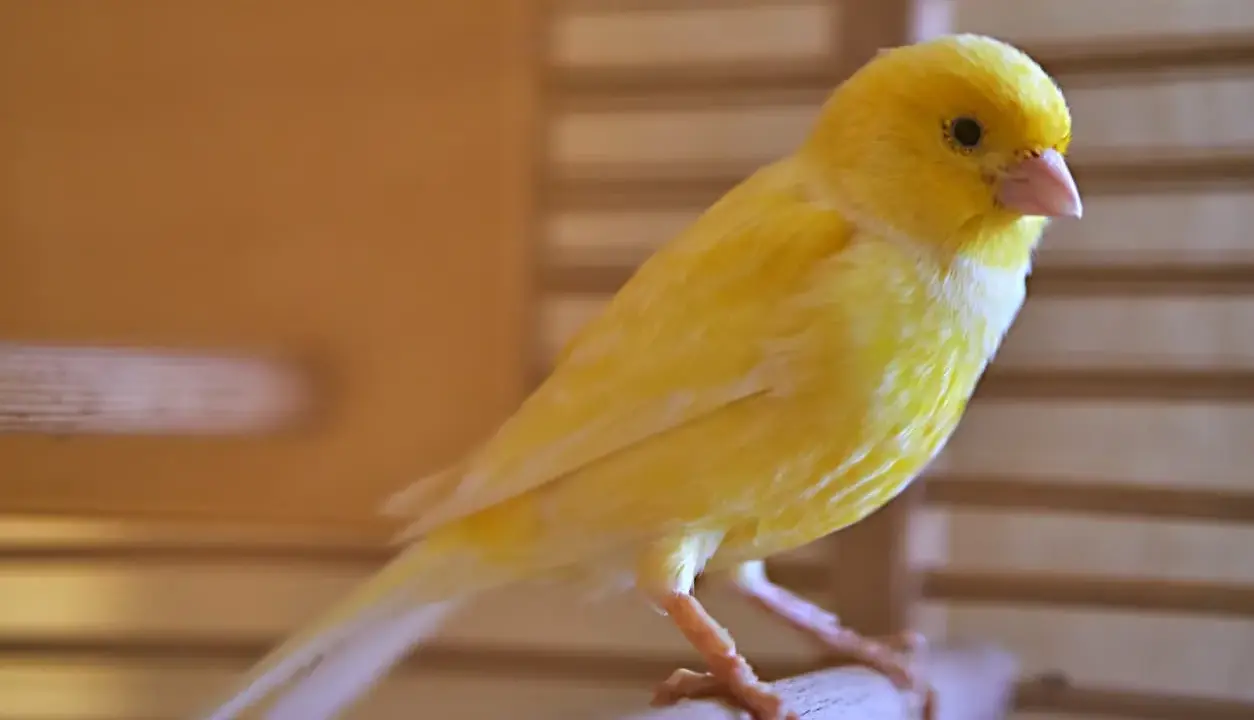 Un vivace canarino giallo, con il suo piumaggio brillante, si posa su un ramo. La muta dei canarini è un processo naturale che rinnova il loro splendore.