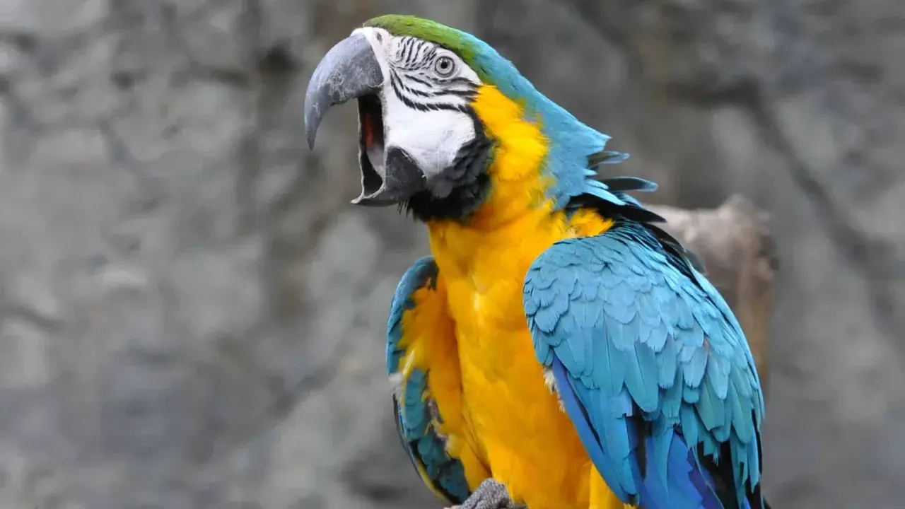 Ara blu e gialla con becco aperto, forse per un problema di becco di pappagallo malattia.
