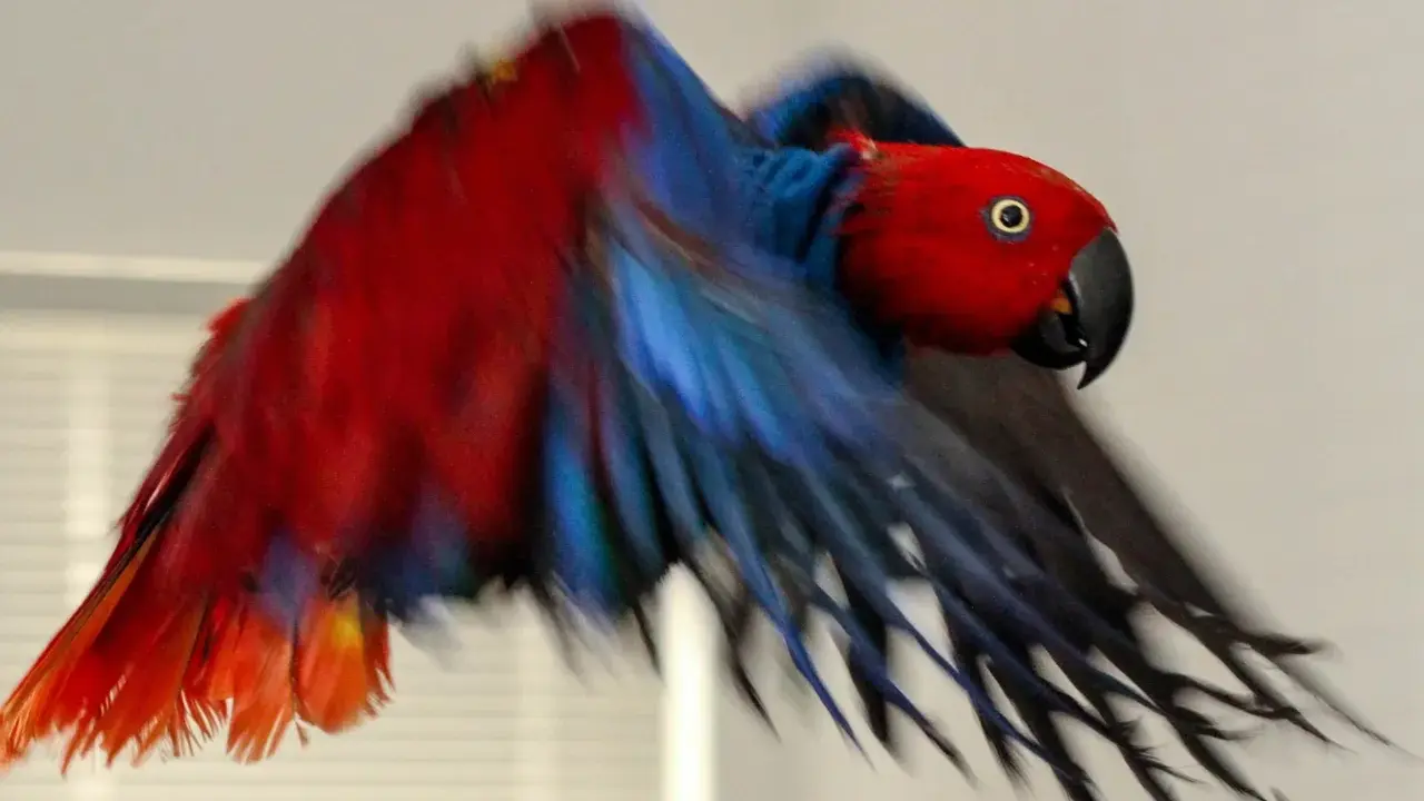 Pappagallo rosso e blu in volo, con le ali spiegate. Sembra un pappagallo intossicato per i colori vivaci e il movimento sfocato.
