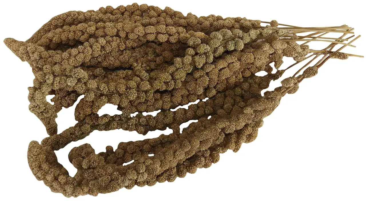 Un fascio di spighe di miglio semi, con i loro piccoli chicchi marroni disposti in dense pannocchie, pronti per essere gustati da uccelli e roditori.