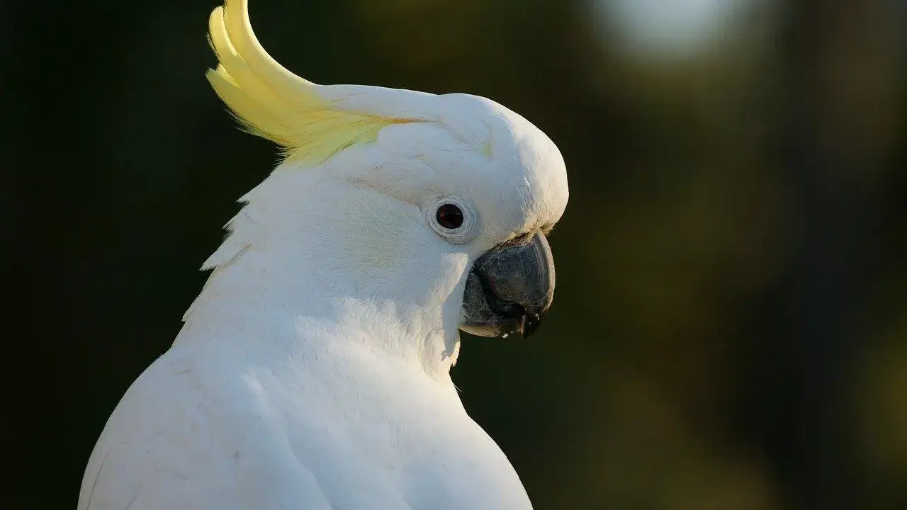 Un magnifico pappagallo cacatua bianco con cresta gialla, con uno sguardo intenso.