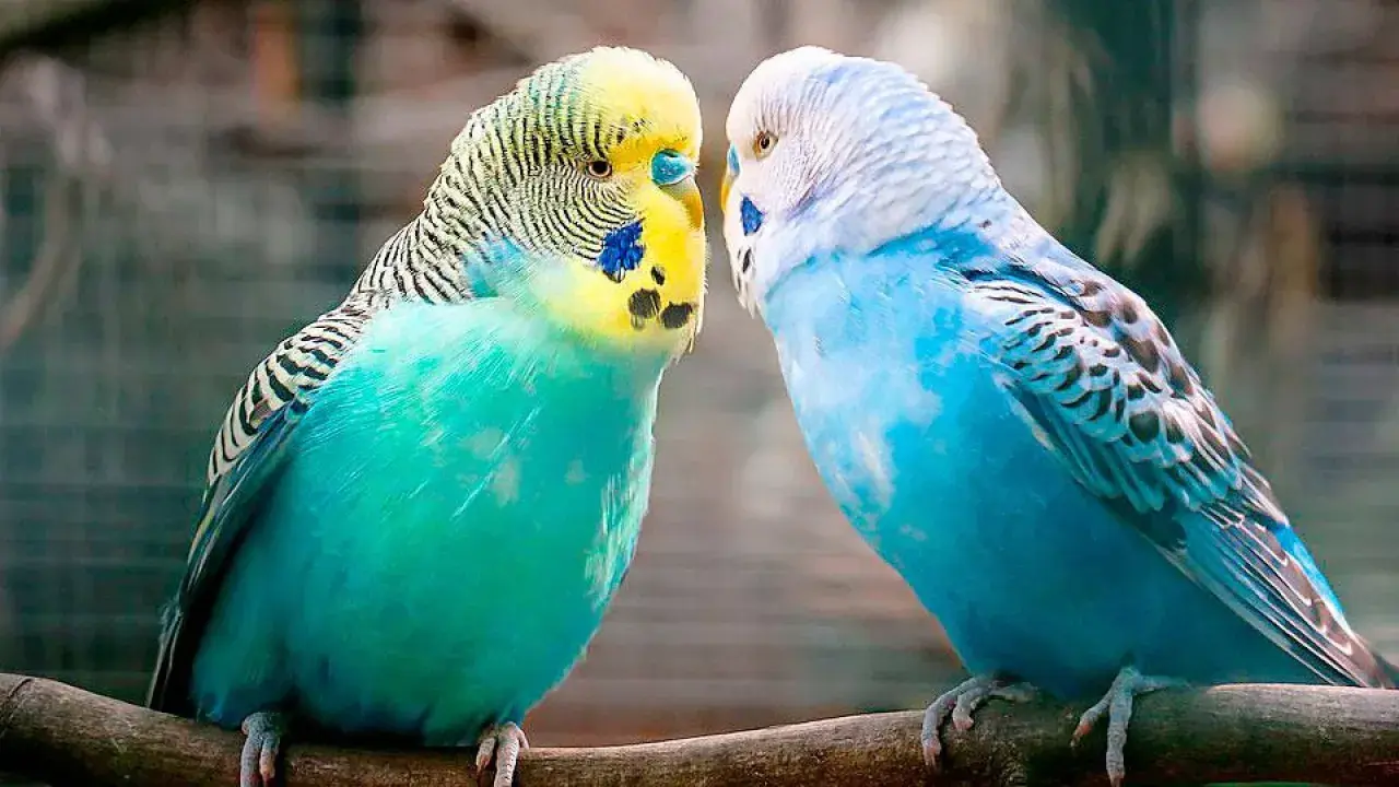 Due cocoriti, uno verde e giallo, l'altro blu, si guardano intensamente, come se i cocoriti parlassero tra loro.