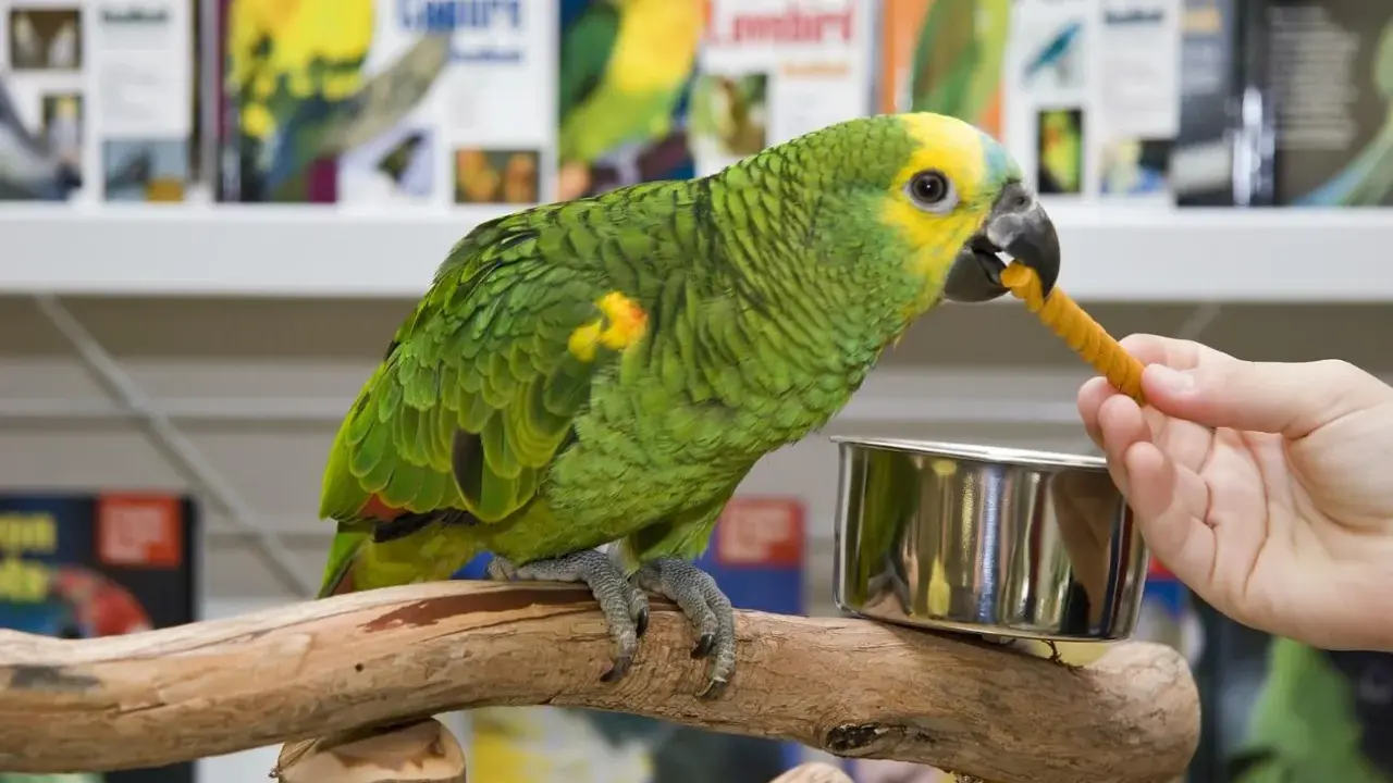 Un pappagallo verde e giallo mangia un bastoncino di cibo per pappagalli offerto da una mano.