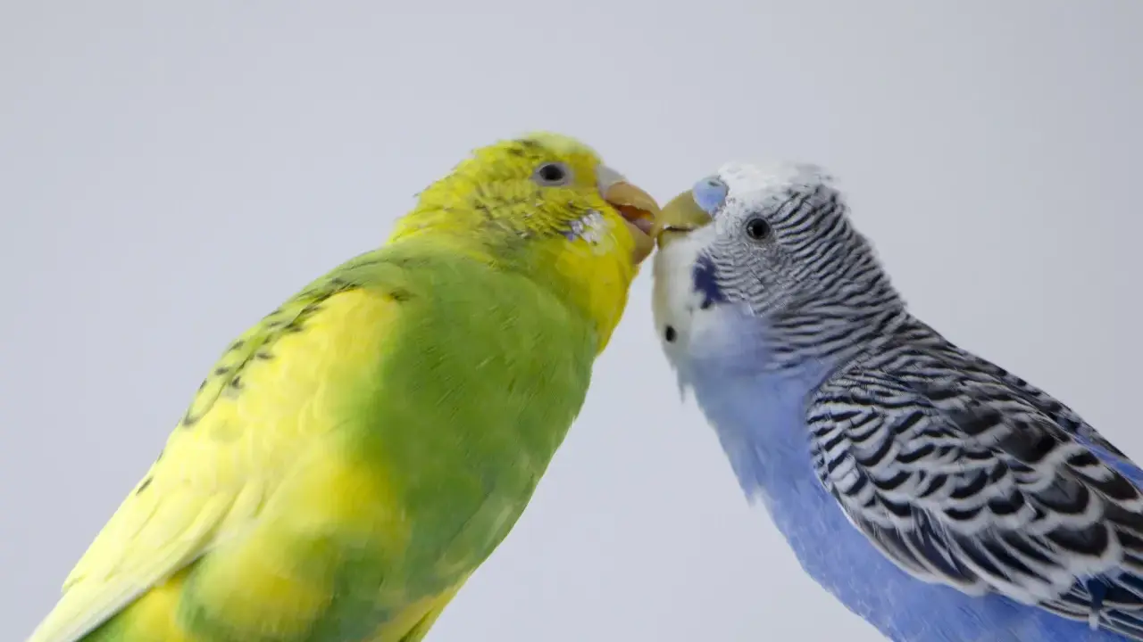 Due cocorite, una gialla e una blu, si baciano. Per capire come si vede se una cocorita deve fare le uova, osserva il suo addome.