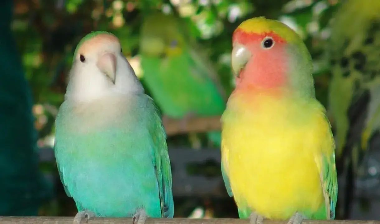Due inseparabili, uno verde acqua e bianco, l'altro giallo e rosa, posano su un ramo. Un'immagine che celebra l'allevamento inseparabili.