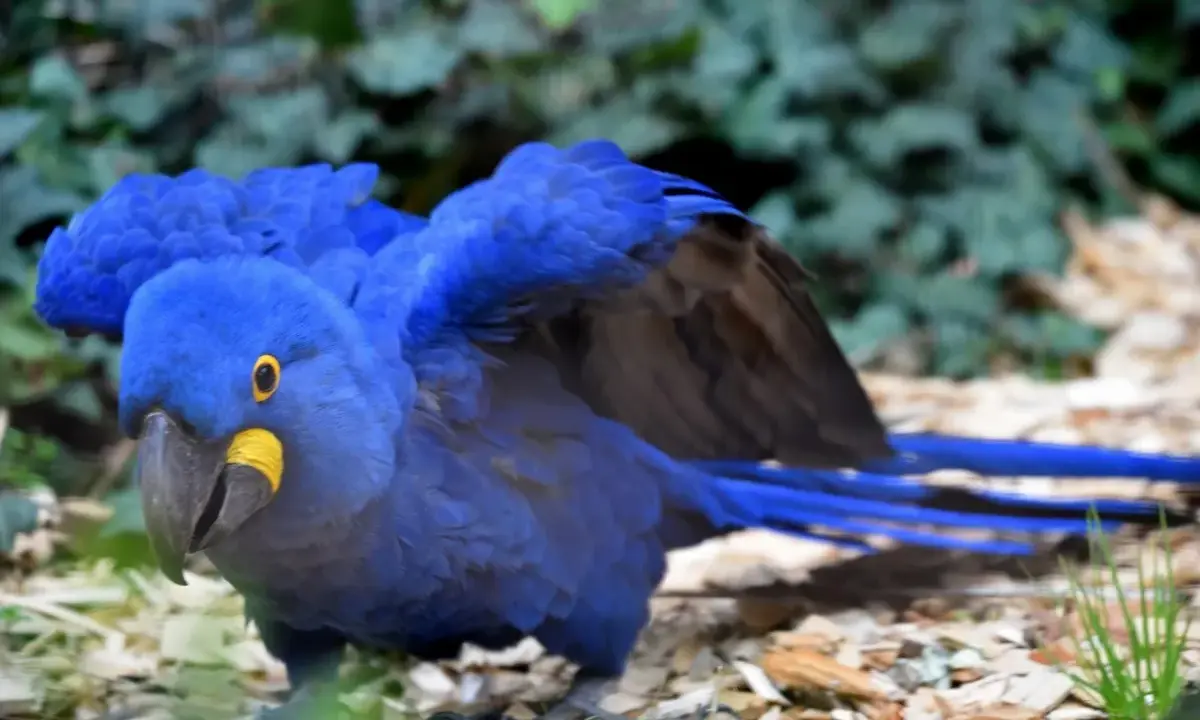 Un magnifico esemplare di pappagalli blu, con le ali spiegate, mostra il suo piumaggio vibrante e il becco giallo.