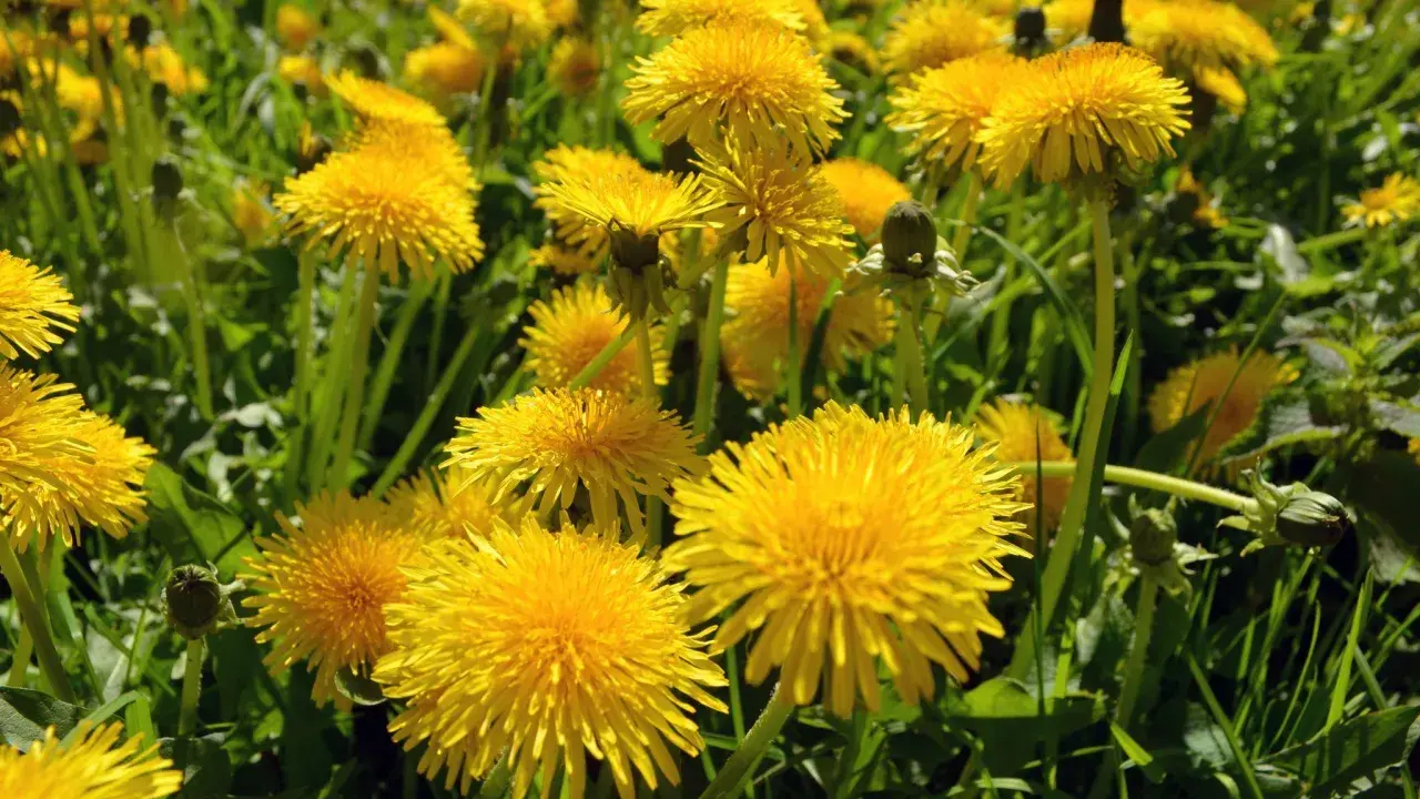 Un campo di tarassaco in piena fioritura, con i suoi vivaci fiori gialli che si stagliano tra le foglie verdi.