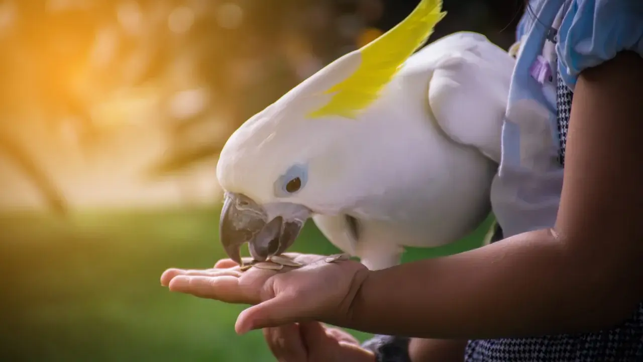 Un candido cacatua con cresta gialla mangia semi dalla mano di una bambina. Momenti di tenerezza con questi pappagalli divertenti.