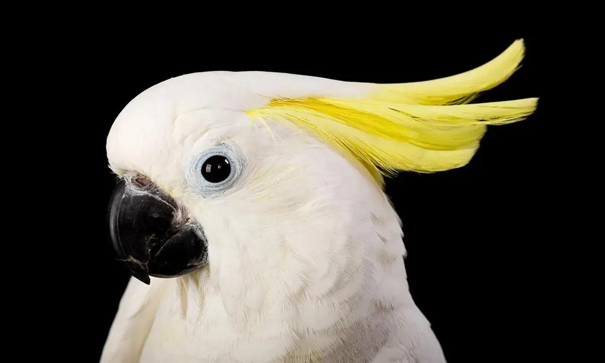 Cacatua bianco con cresta gialla, pronto a ballare al ritmo della musica per far ballare i pappagalli.