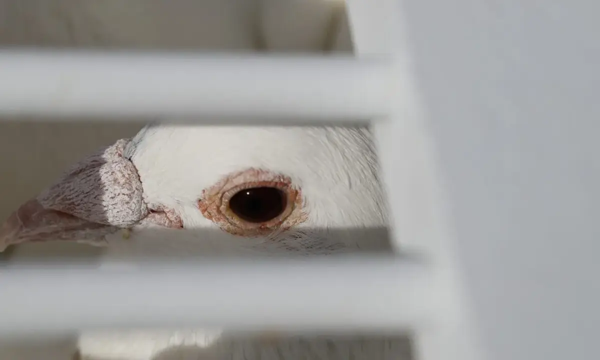 Occhio di un piccione bianco, forse affetto da pidocchi degli uccelli, dietro le sbarre di una gabbia.