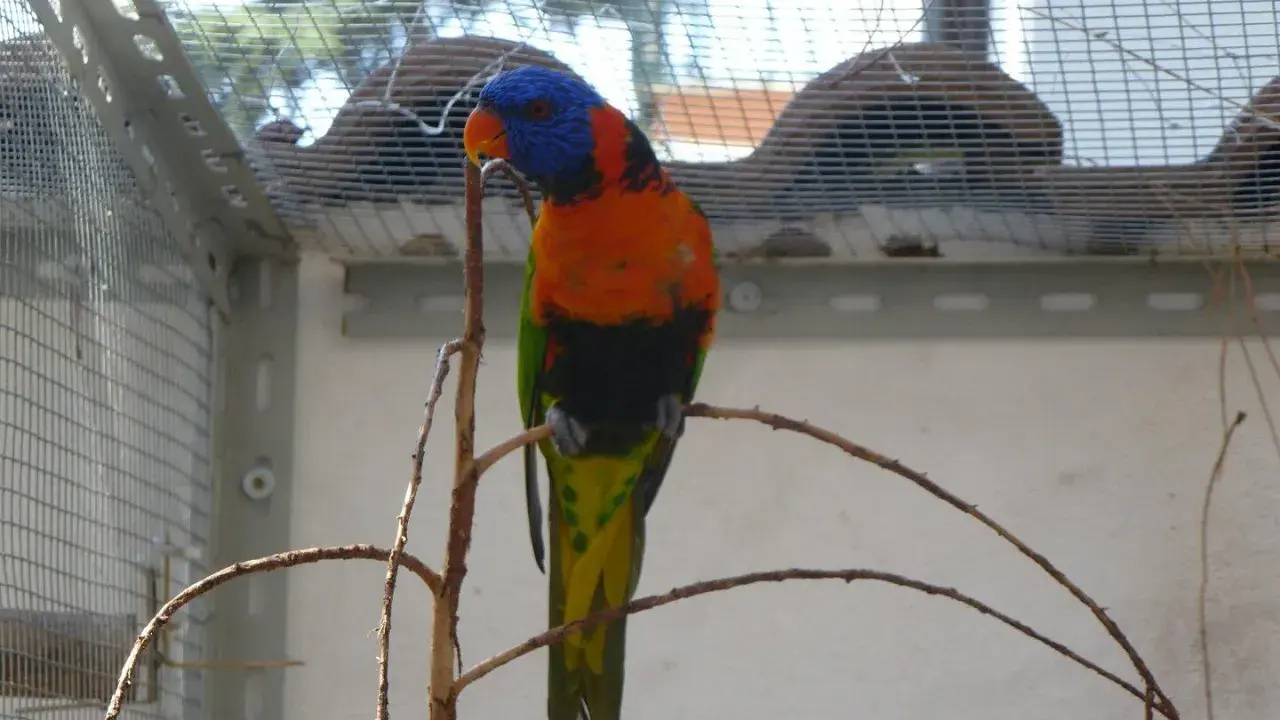 Un pappagallo colorato, con piume arancioni, verdi e blu, si posa su un ramo secco, ricordando un fiore di dente di leone per la sua vivacità.
