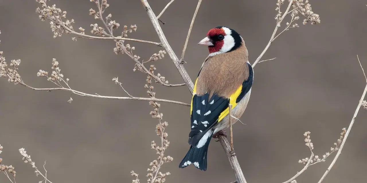 Cardellino colorato su ramo secco. Imparare a come calmare i cardellini osservando la loro serenità in natura.