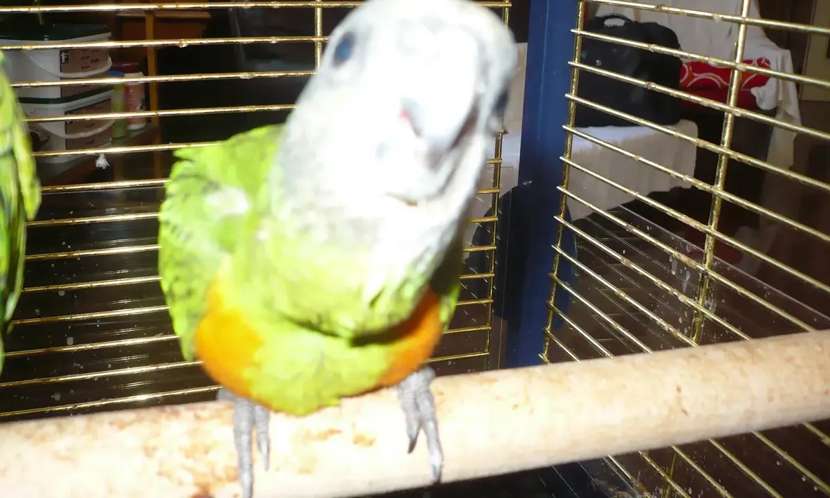Un pappagallo Poicephalus senegalus, con piumaggio verde e petto arancione, guarda curioso dalla sua gabbia.